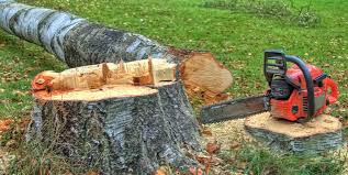 Best Tree Maintenance Programs  in Cherry Valley, IL