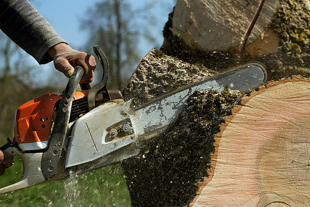 Best Emergency Tree Removal  in Cherry Valley, IL